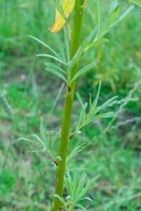 Willow salix (Resolution)