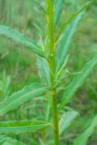 Willow salix (Resolution)