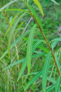 Willow salix (Resolution)