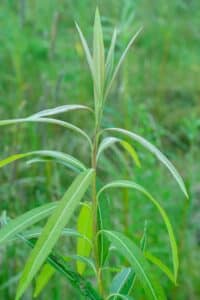 Willow salix (Resolution)