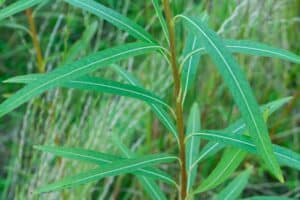 Willow salix (Resolution)
