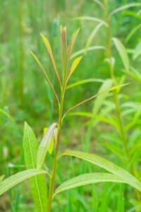 Willow salix (Roth Cheviot)