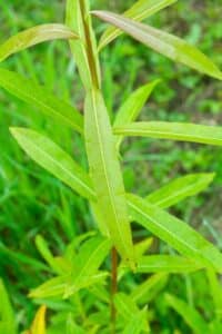 Willow salix (Roth Cheviot)