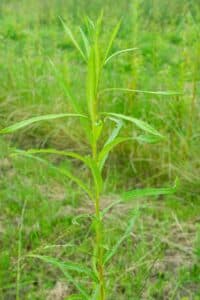 Willow salix (Roth Cheviot)
