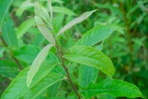 Willow salix (Roth Cheviot)