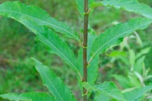 Willow salix (Roth Cheviot)