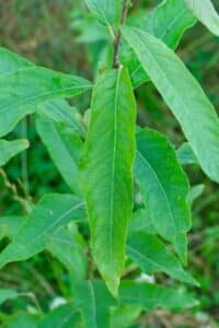 Willow salix (Roth Cheviot)
