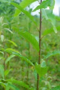 Willow salix (Roth Cheviot)