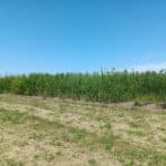 Willow Variety Trial at Headley Hall, May 2025