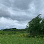 Willow and wildflowers at Auchincruive