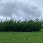Willow at Auchincruive, May 2025