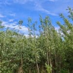 0.5 ha willow at Boghall, May 2025