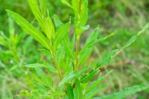 Willow salix (Aurora)