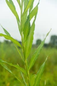 Willow salix (Aurora)
