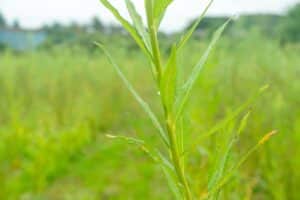 Willow salix (Aurora)