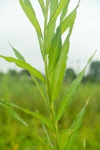 Willow salix (Aurora)