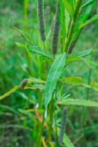 Willow salix (Aurora)