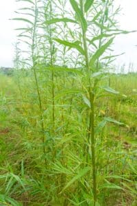 Willow salix (Alert)