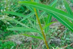 Willow salix (Alert)