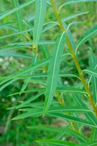 Willow salix (Alert)