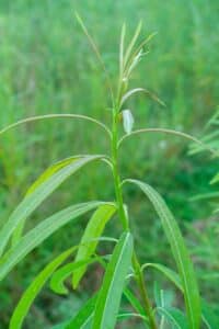 Willow salix (Alert)