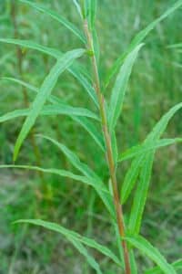 Willow salix (Alert)