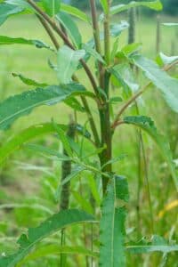 Willow salix (Alert)