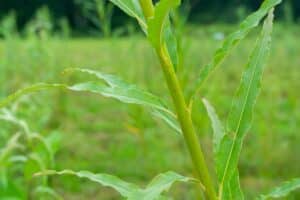 Willow salix (Alert)