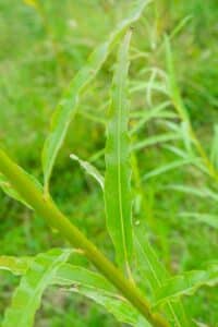 Willow salix (Alert)