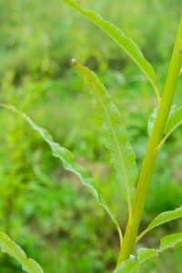Willow salix (Alert)