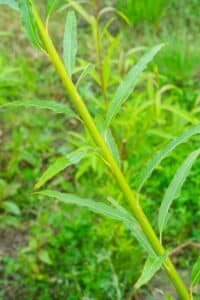Willow salix (Alert)