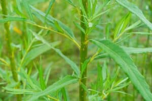 Willow salix (Alert)