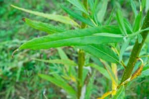 Willow salix (Alert)