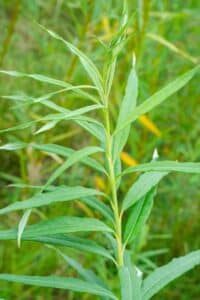 Willow salix (Alert)