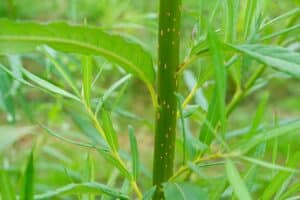 Willow salix (Alert)