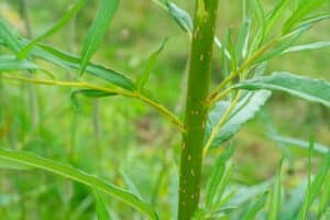Willow salix (Alert)