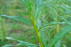 Willow salix (Aurora)