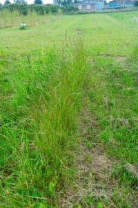 Willow salix (Aurora)