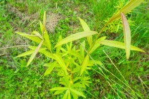 Willow salix (Aurora)