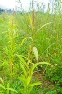 Willow salix (Aurora)