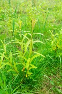 Willow salix (Aurora)