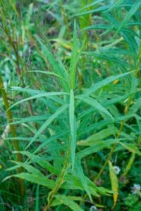 Willow salix (Aurora)