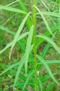 Willow salix (Bella)