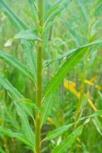 Willow salix (Bella)