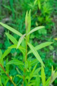 Willow salix (Bella)