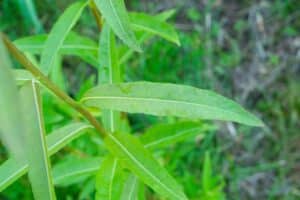 Willow salix (Bella)