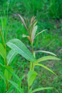 Willow salix (Bella)