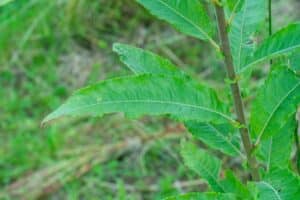 Willow salix (Bella)