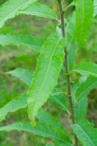 Willow salix (Bella)