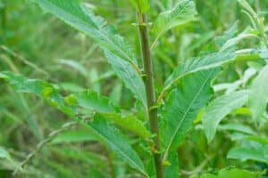 Willow salix (Bella)